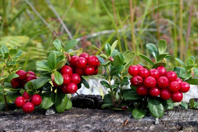 Cowberry pastille