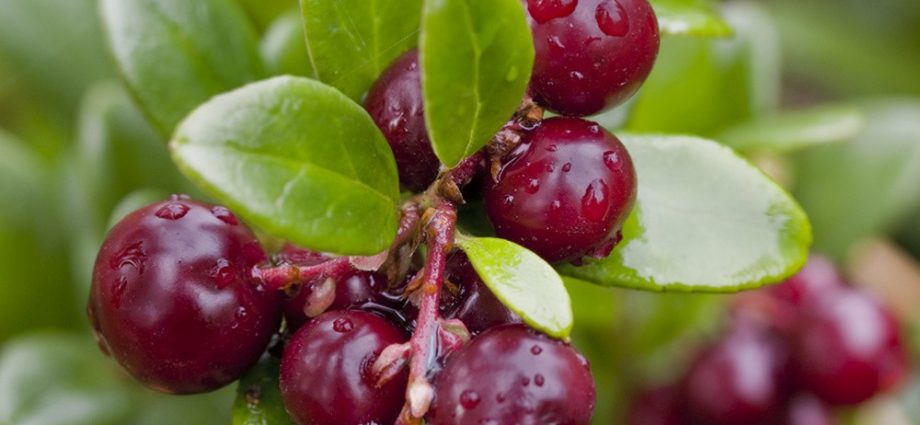 Cowberry &#8211; properties, application, precautions