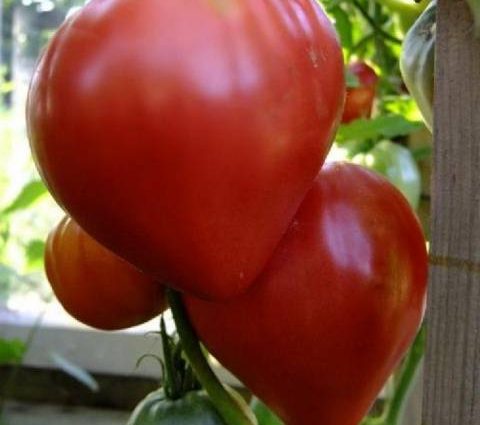 Cow&#8217;s Heart Tomato: reviews, photos, yield