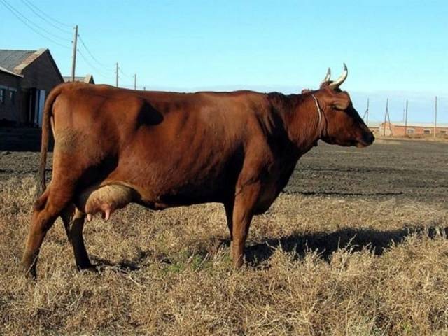 Cows of the Krasnogorbatovskaya breed