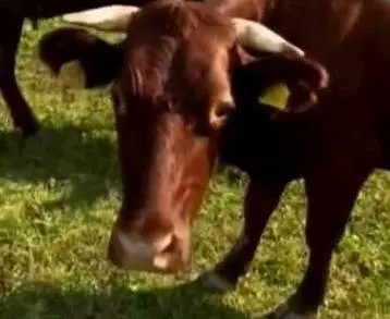 Cows of the Krasnogorbatovskaya breed