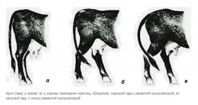 Cows of the Krasnogorbatovskaya breed