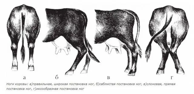 Cows of the Krasnogorbatovskaya breed