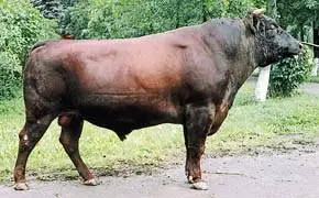 Cows of the Krasnogorbatovskaya breed