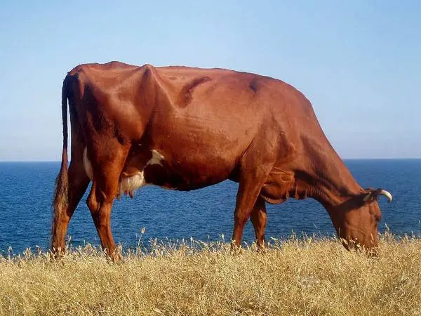 Cows of the Krasnogorbatovskaya breed