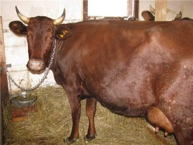 Cows of the Krasnogorbatovskaya breed