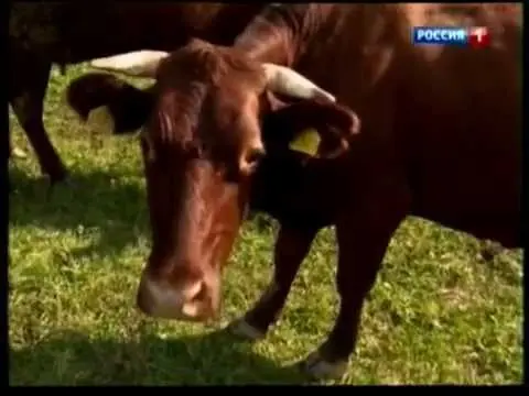 Cows of the Krasnogorbatovskaya breed