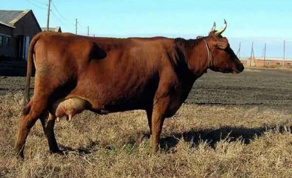 Cows of the Krasnogorbatovskaya breed