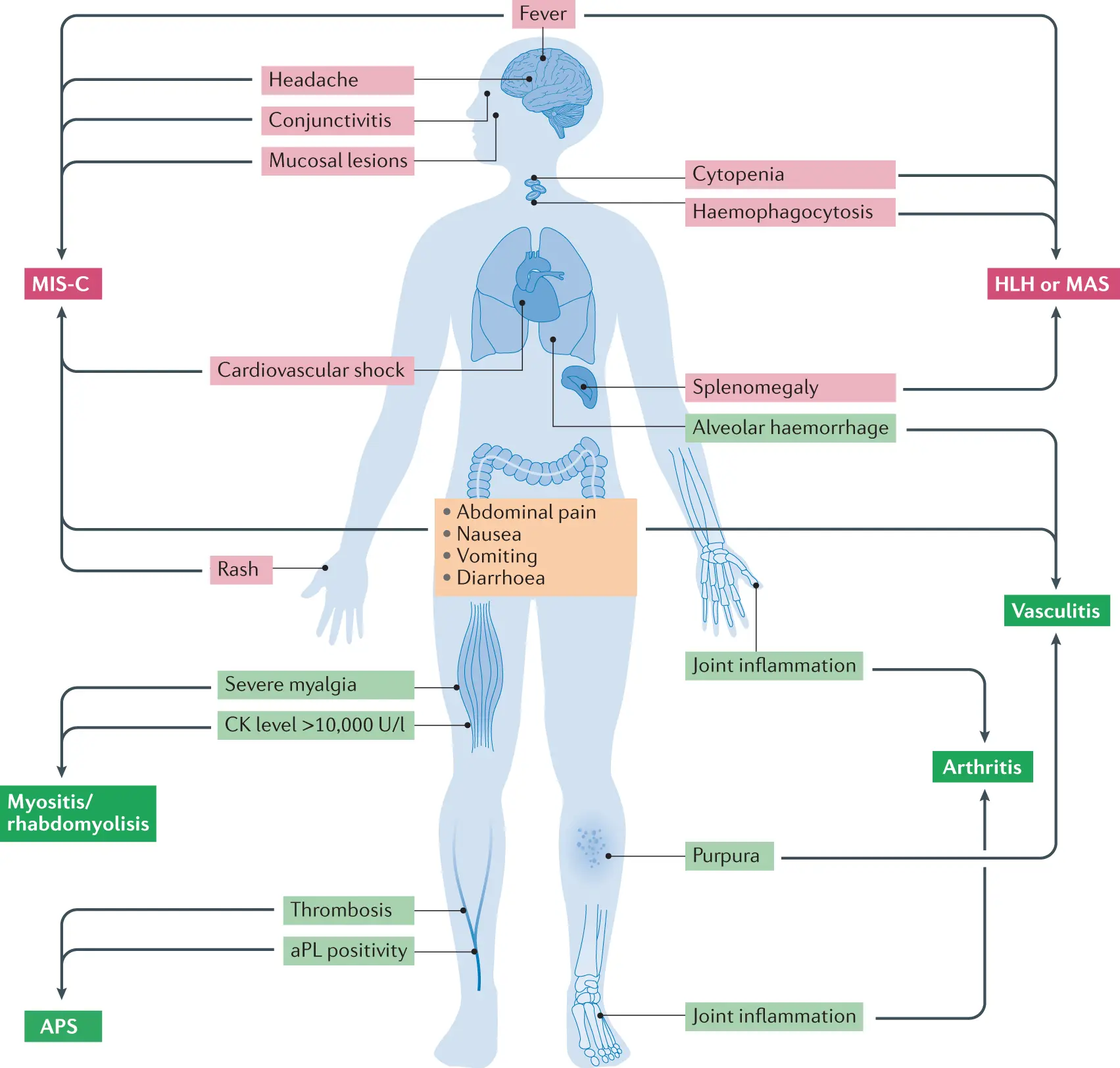 Cracked, double, prone to injury. Life is not an easy one for this male organ