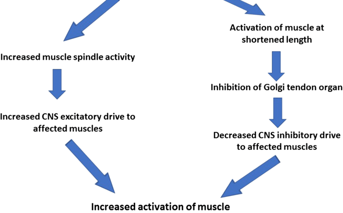 Cramps &#8211; division, causes, prevention