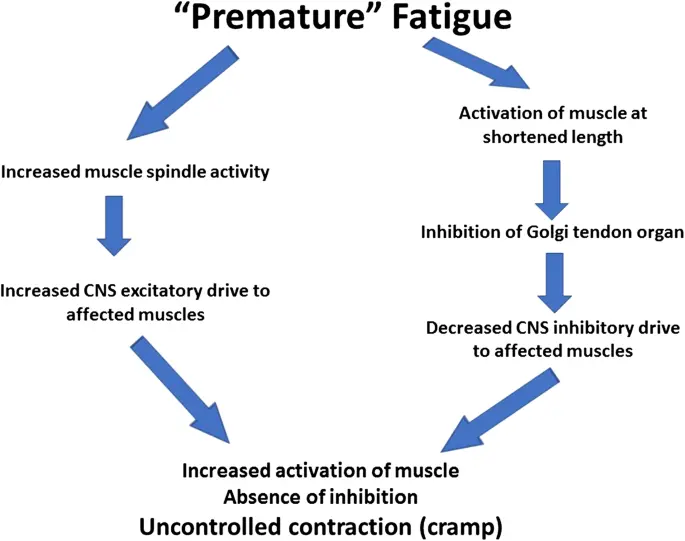 Cramps &#8211; division, causes, prevention