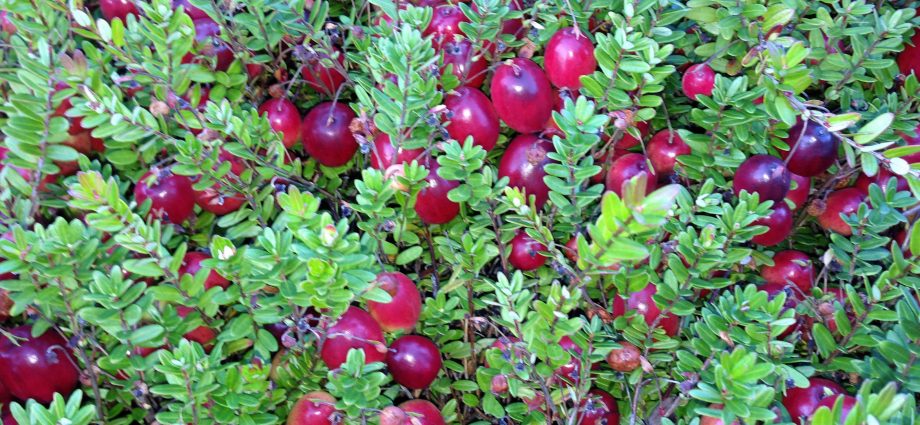 Cranberries at temperature