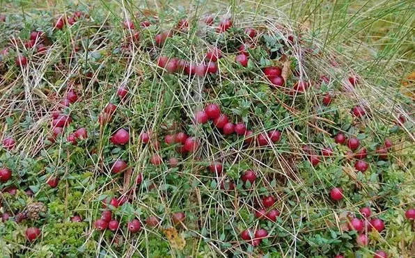 Cranberries: how and where it grows, when to harvest, when it ripens