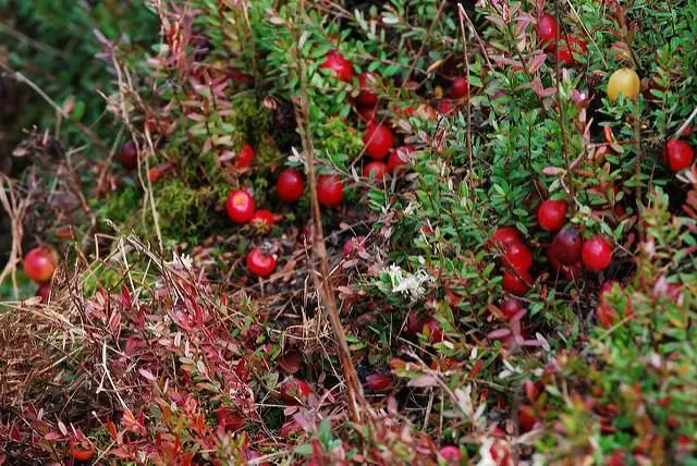 Cranberries: how and where it grows, when to harvest, when it ripens