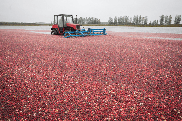 Cranberries: how and where it grows, when to harvest, when it ripens