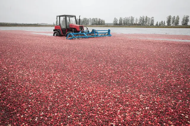 Cranberries: how and where it grows, when to harvest, when it ripens