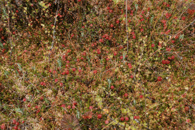 Cranberries: how and where it grows, when to harvest, when it ripens