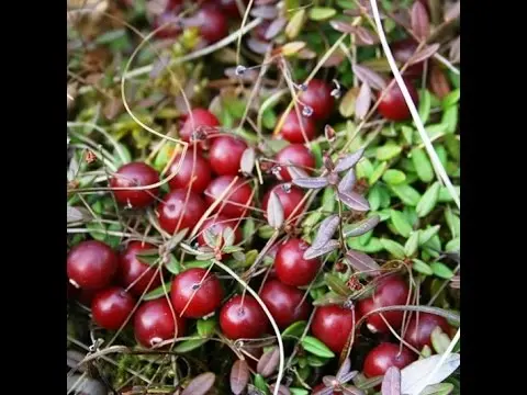 Cranberries: how and where it grows, when to harvest, when it ripens