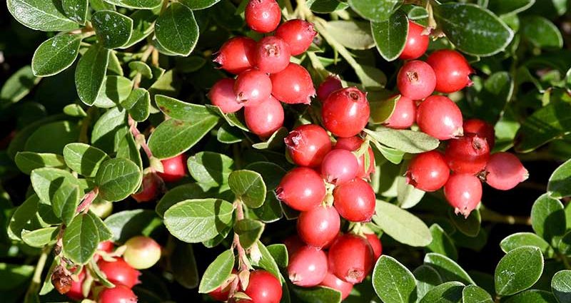 Cranberries: how and where it grows, when to harvest, when it ripens