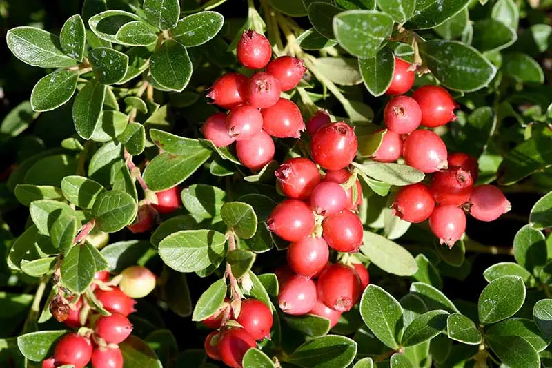 Cranberries: how and where it grows, when to harvest, when it ripens