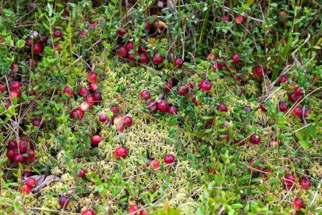 Cranberries: planting and care in the open field