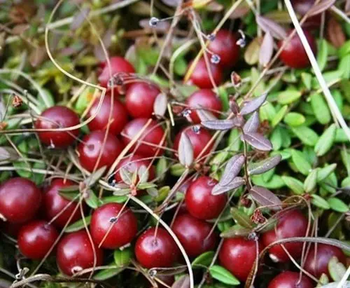 Cranberries: planting and care in the open field