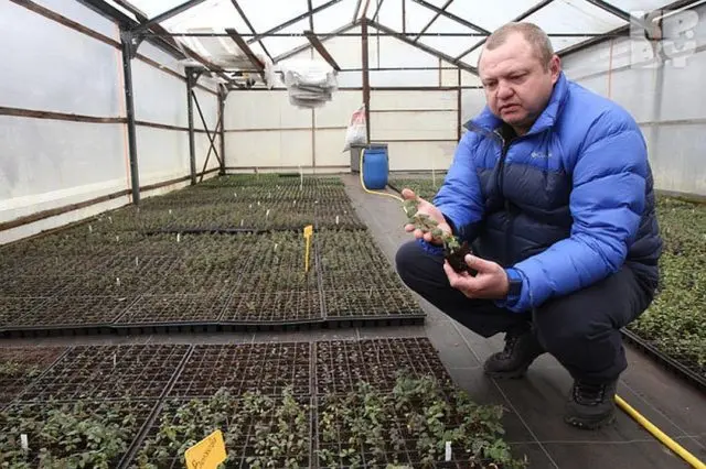 Cranberries: planting and care in the open field