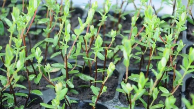 Cranberries: planting and care in the open field