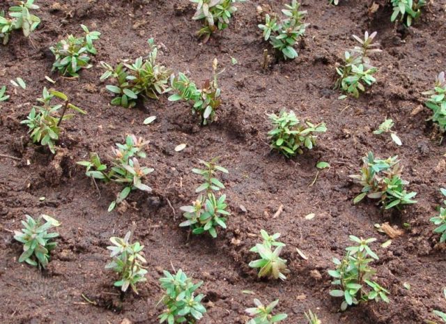 Cranberries: planting and care in the open field