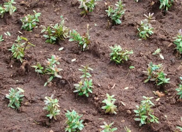 Cranberries: planting and care in the open field