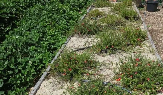 Cranberries: planting and care in the open field