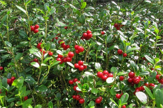 Cranberries: planting and care in the open field