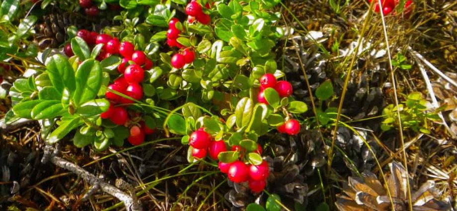 Cranberries: planting and care in the open field