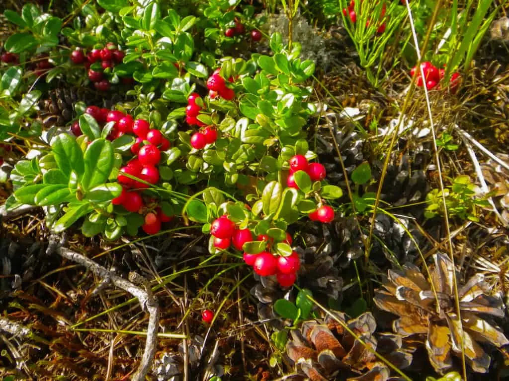 Cranberries: planting and care in the open field