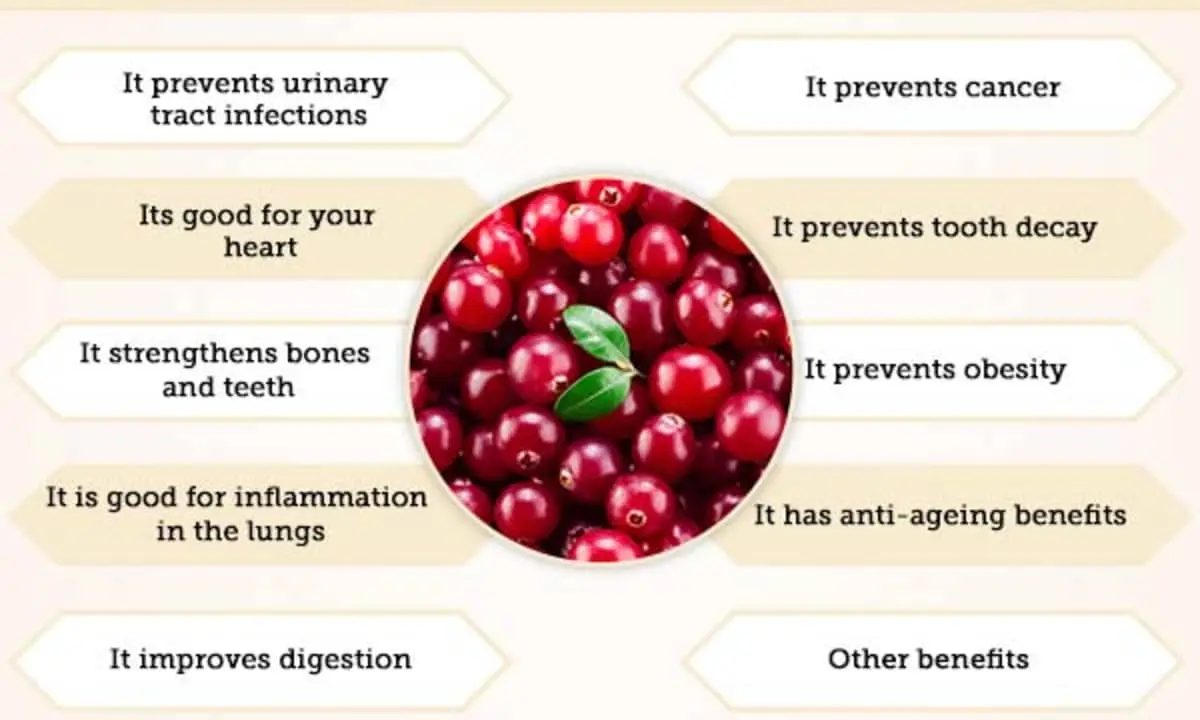 Cranberry for diseases of the urinary system. Who can eat cranberry fruit?