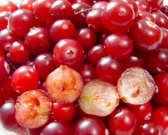 Cranberry from pressure: increases or decreases, how to take