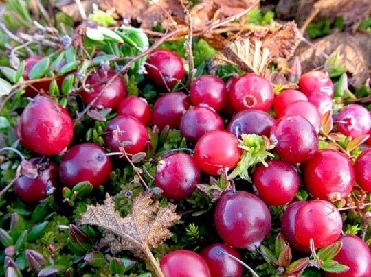 Cranberry from pressure: increases or decreases, how to take