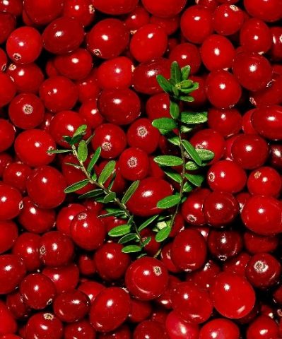 Cranberry from pressure: increases or decreases, how to take