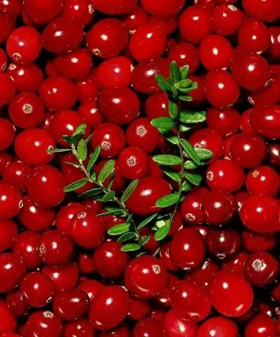 Cranberry from pressure: increases or decreases, how to take