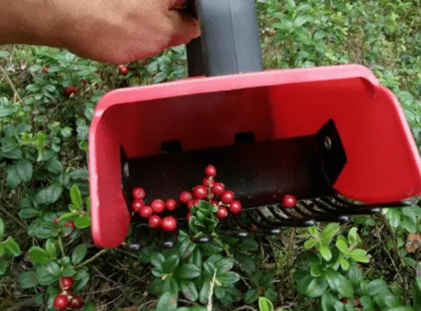 Cranberry harvester