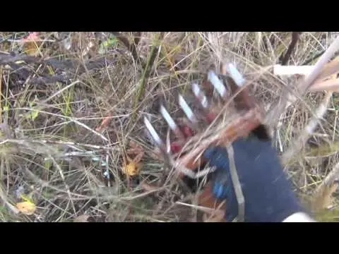 Cranberry harvester