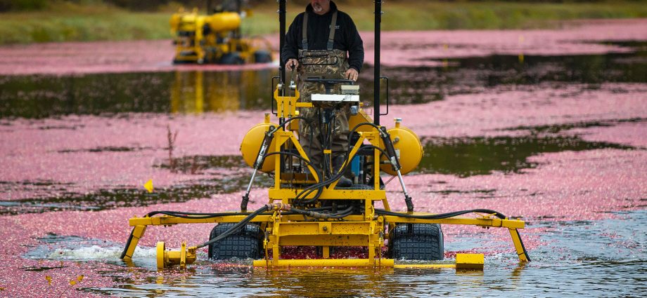 Cranberry harvester