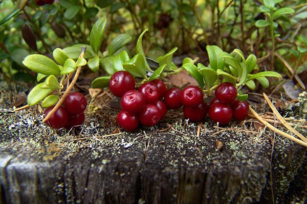 Cranberry liqueur at home