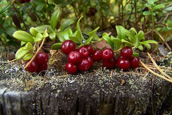 Cranberry liqueur at home