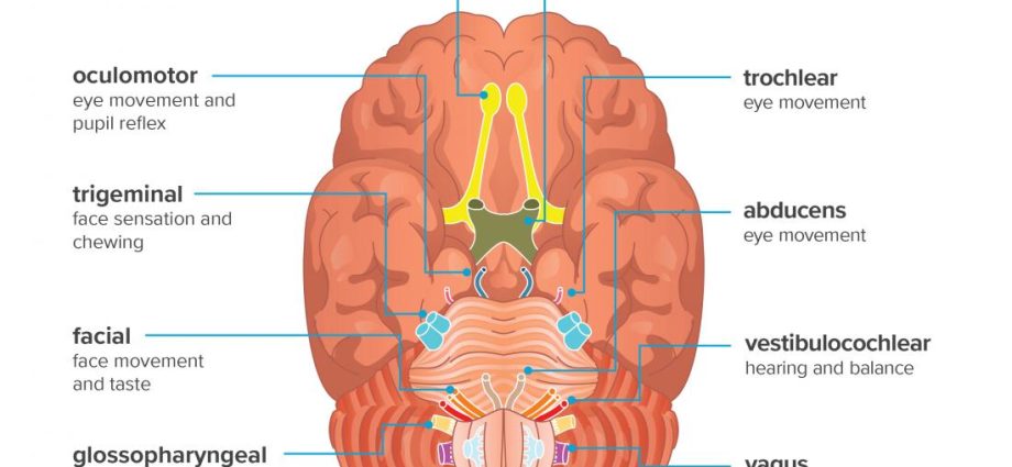 Cranial nerves &#8211; types, structure, functions, damage. How many cranial nerves are there?