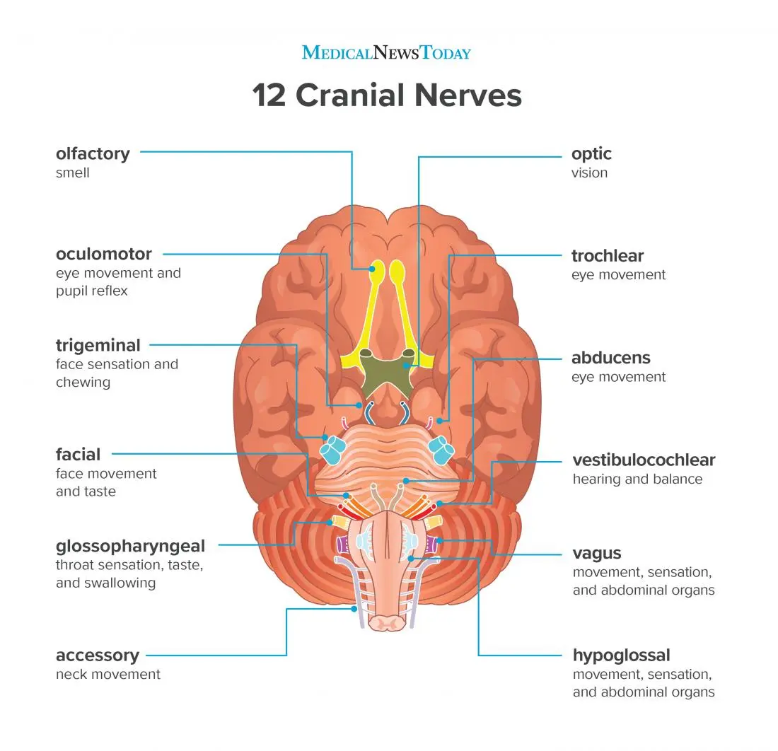 Cranial nerves &#8211; types, structure, functions, damage. How many cranial nerves are there?