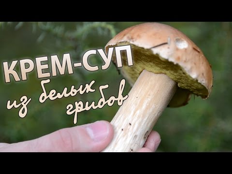 Cream soup of porcini mushrooms: how to cook, recipes