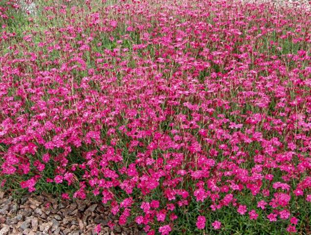 Creeping flowers perennials: photo with the name