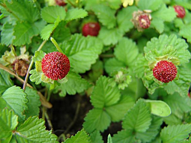 Creeping flowers perennials: photo with the name