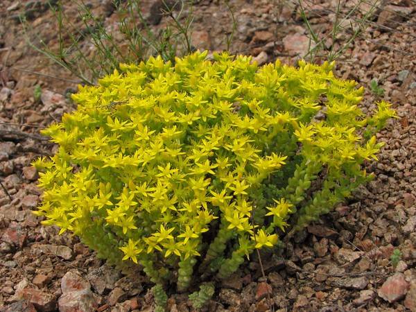 Creeping flowers perennials: photo with the name